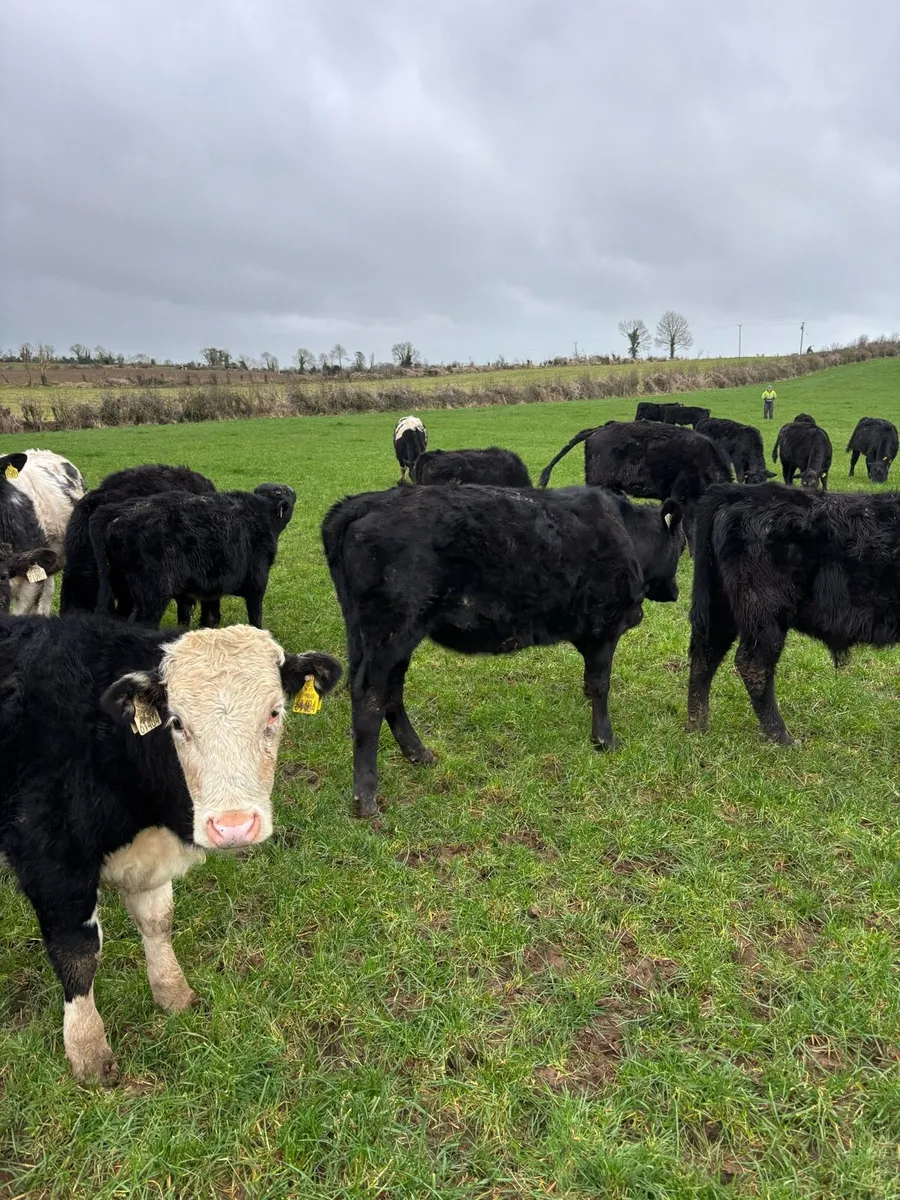 Bullocks & Heifers - Image 2