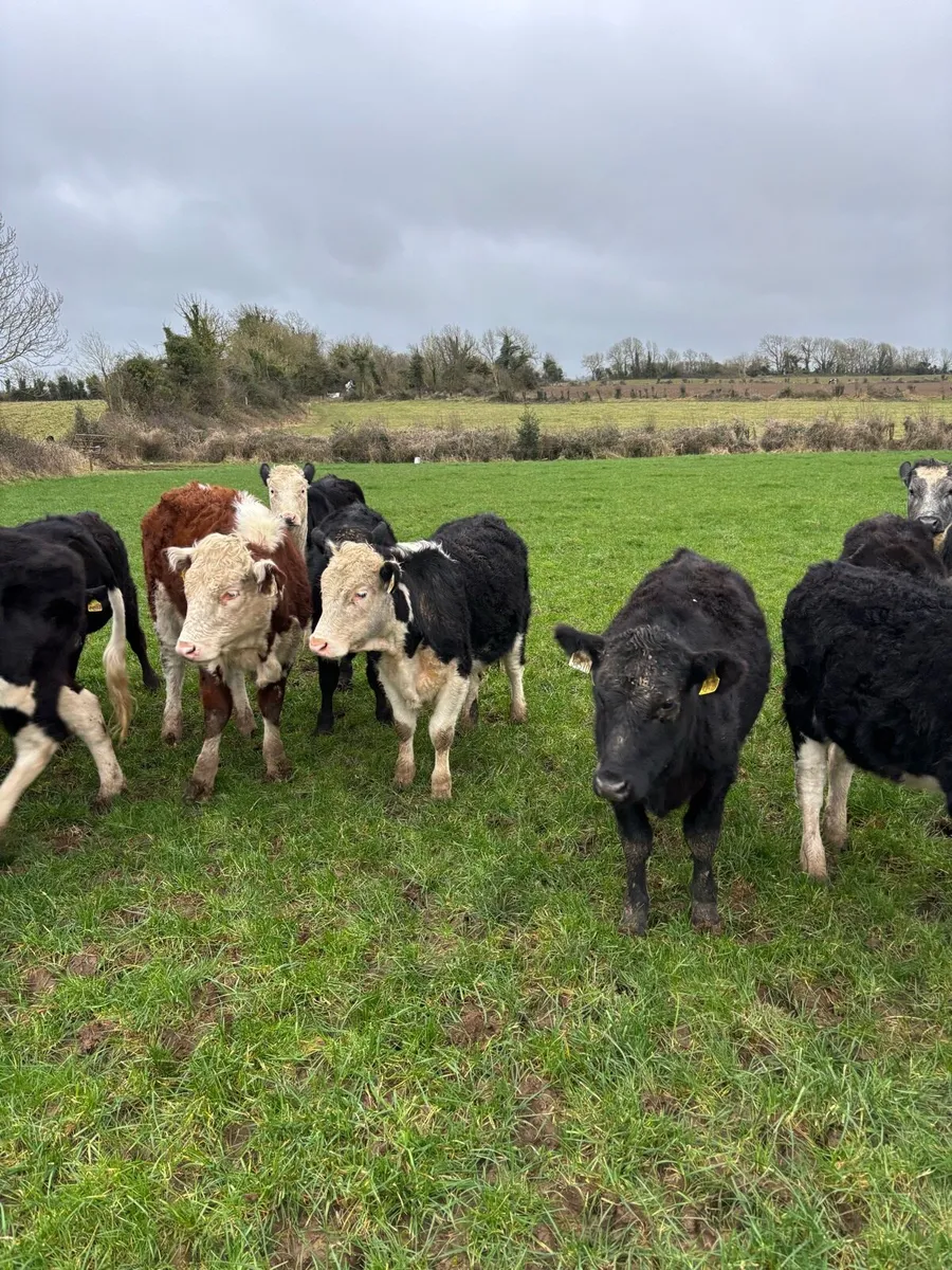 Bullocks & Heifers - Image 3