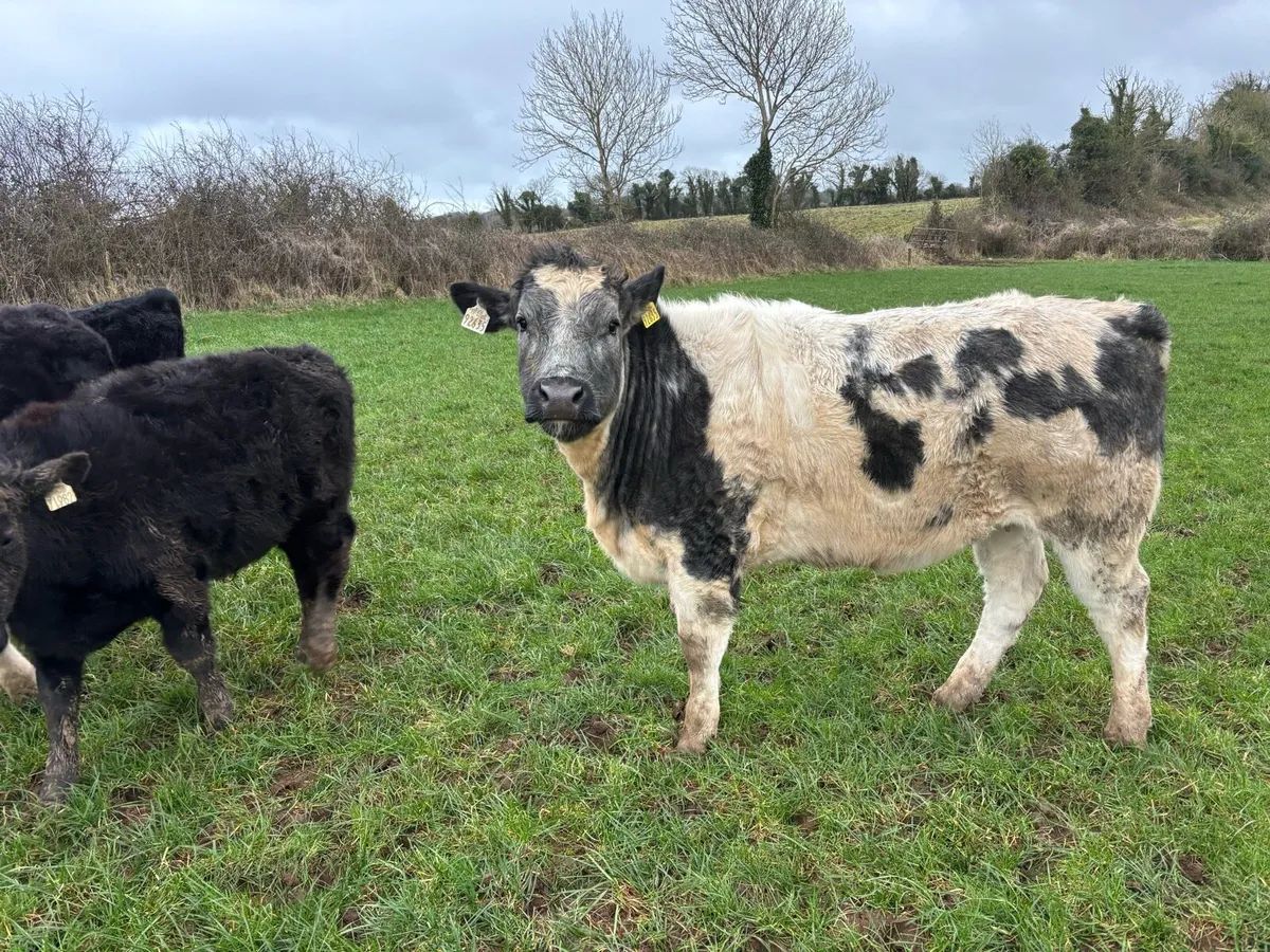 Bullocks & Heifers - Image 4