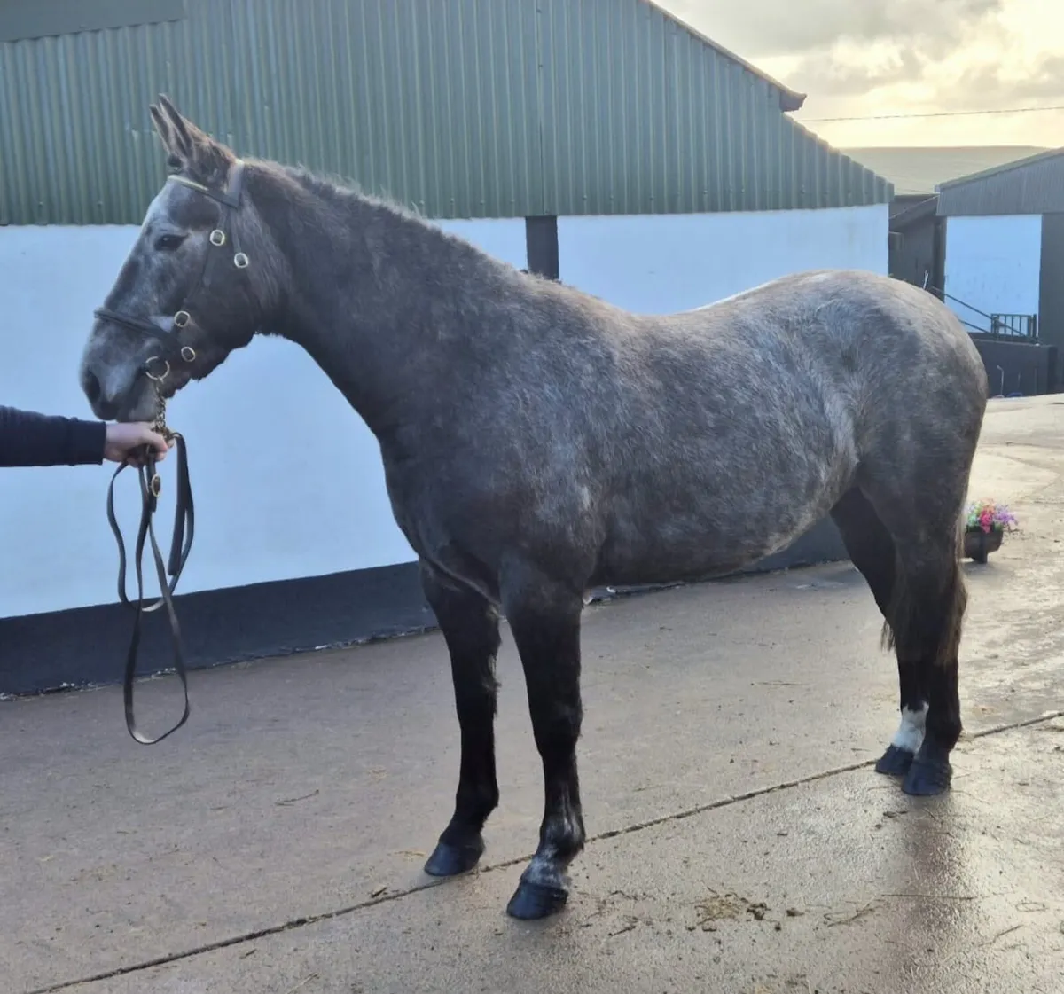 3 year old Irish draught - Image 2