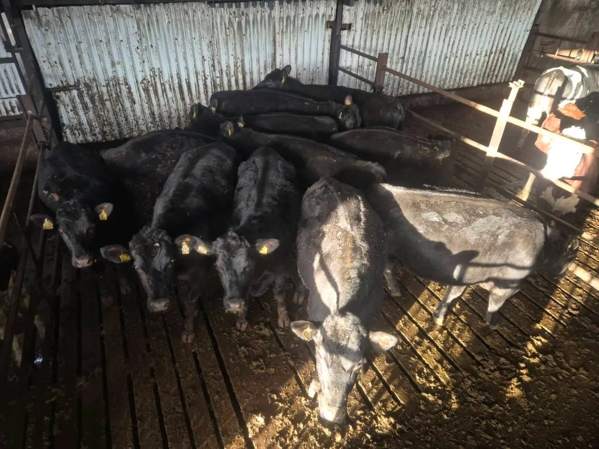 Angus bullocks and heifers - Image 2