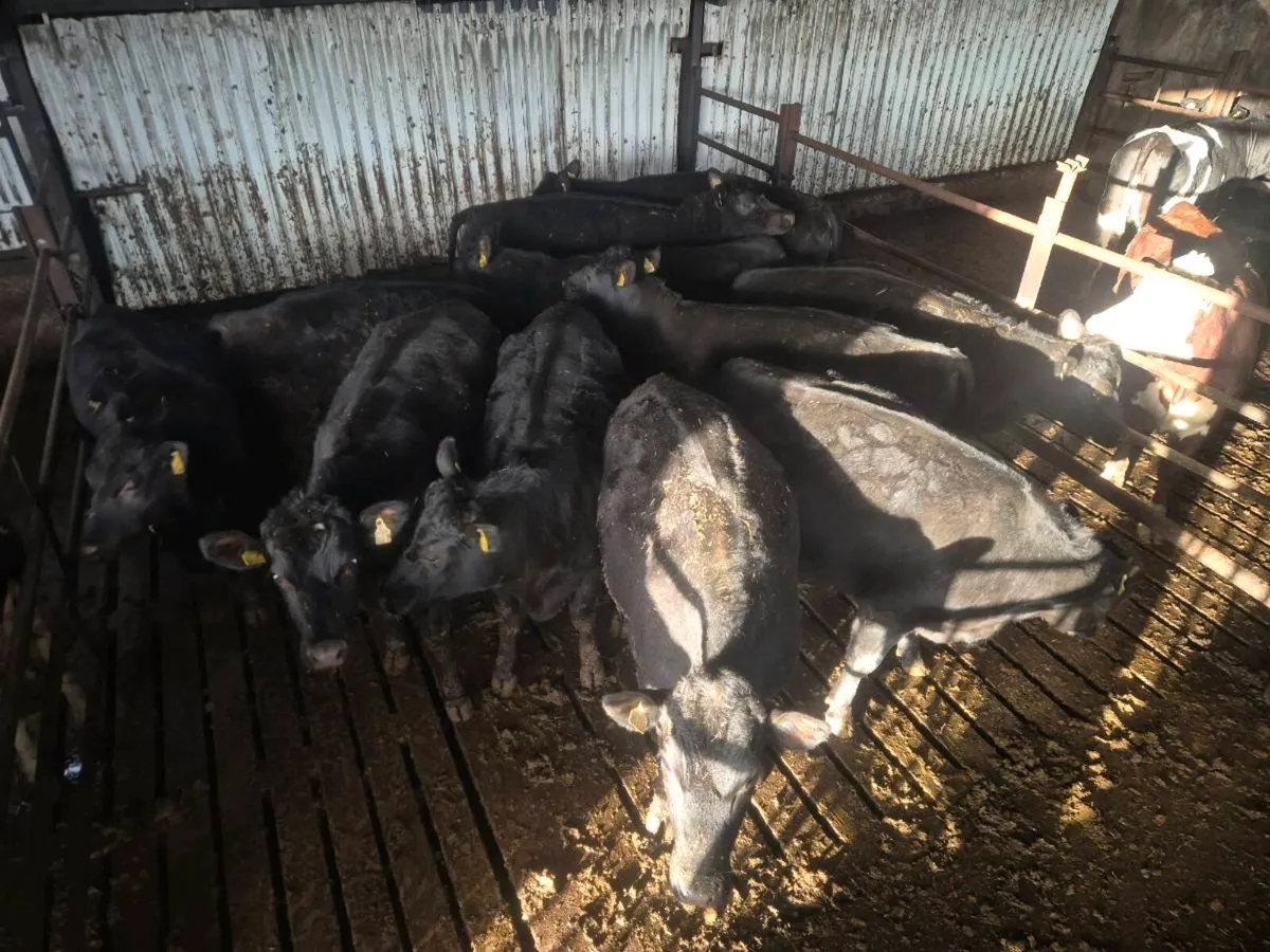 Angus bullocks and heifers - Image 3
