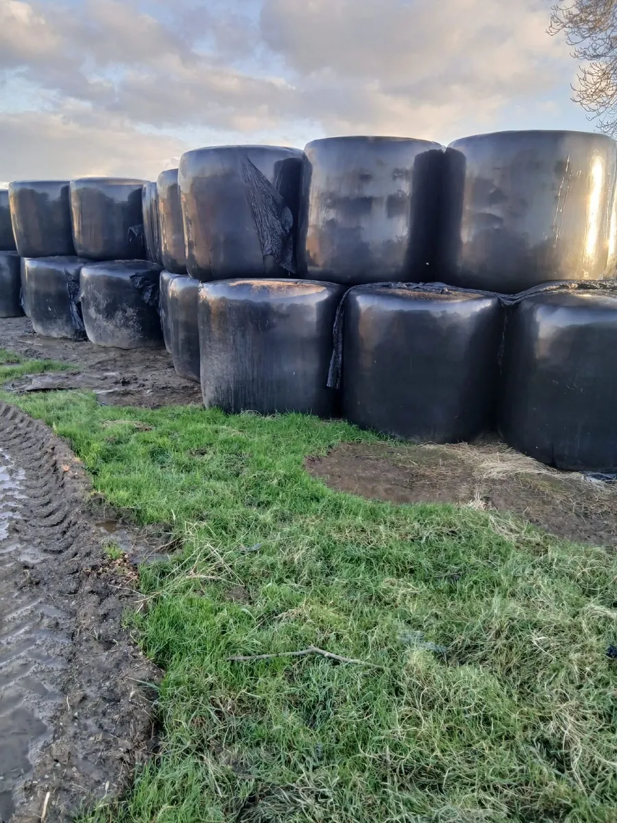 Silage Hat - Image 2