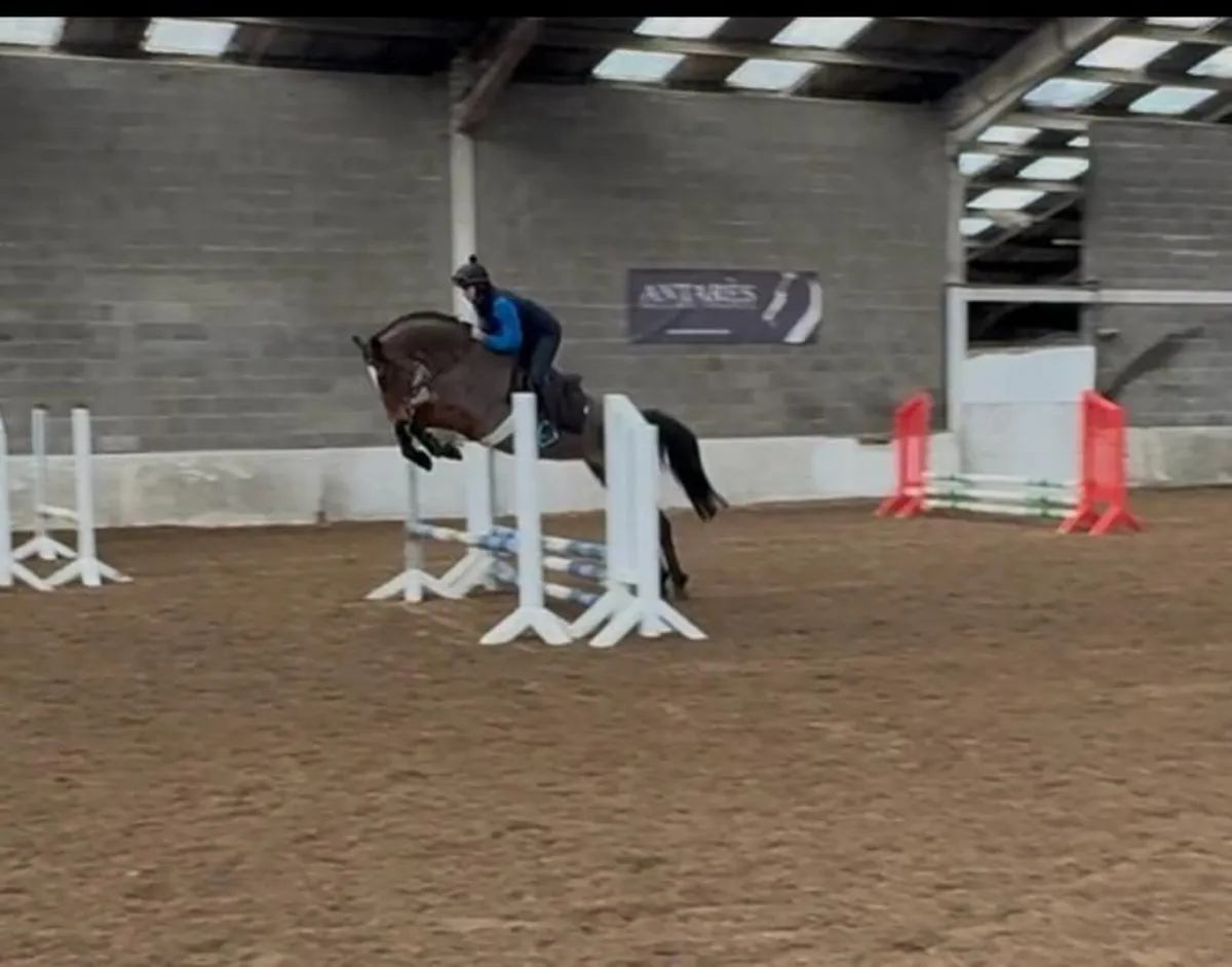 6y old Orestus VDL x Lux Z mare - Image 1