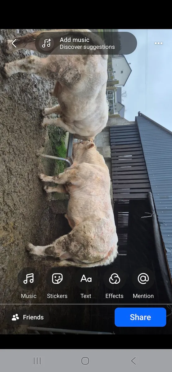 Charolaois bulls - Image 1