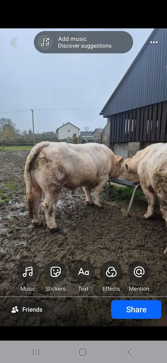 Charolaois bulls - Image 2