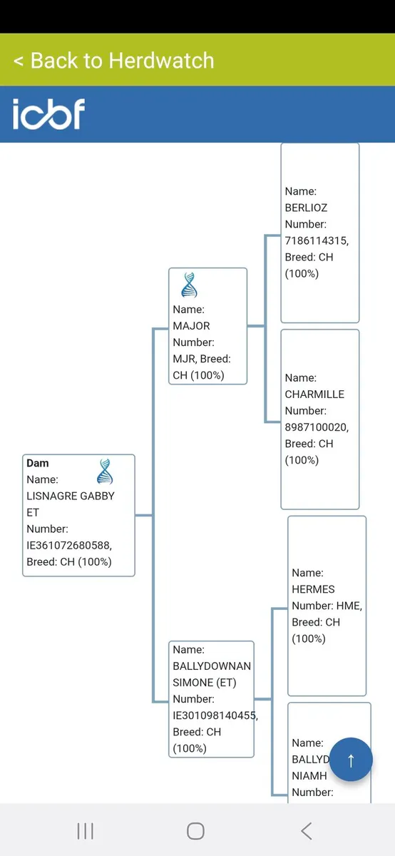 Charolaois bulls - Image 3