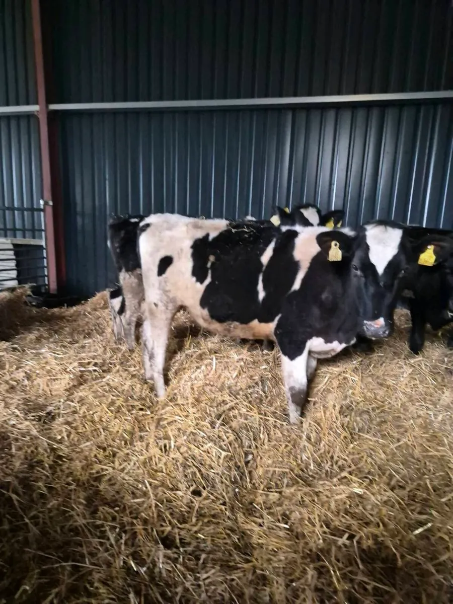 British freisan incalf heifer