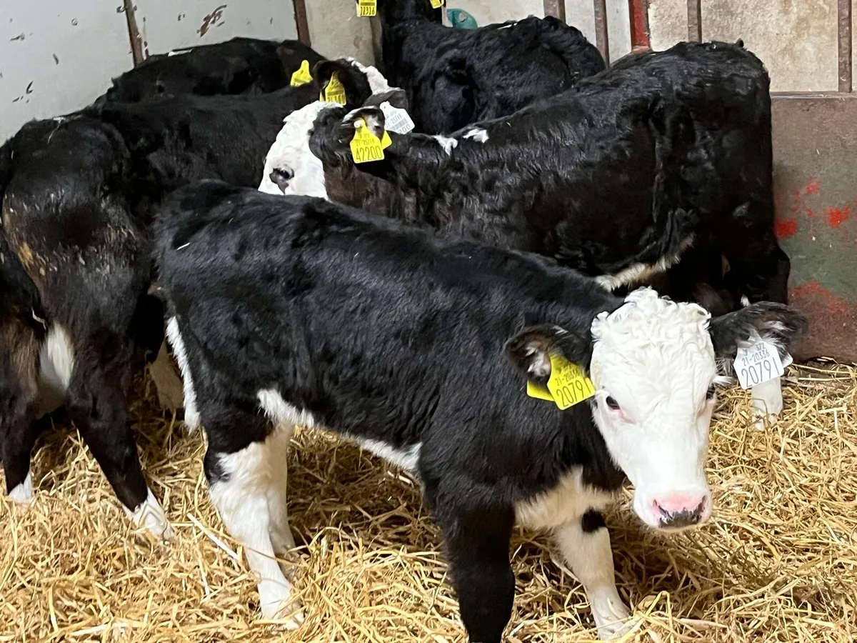 10 Real Proper HE Heifer Calves - Image 3