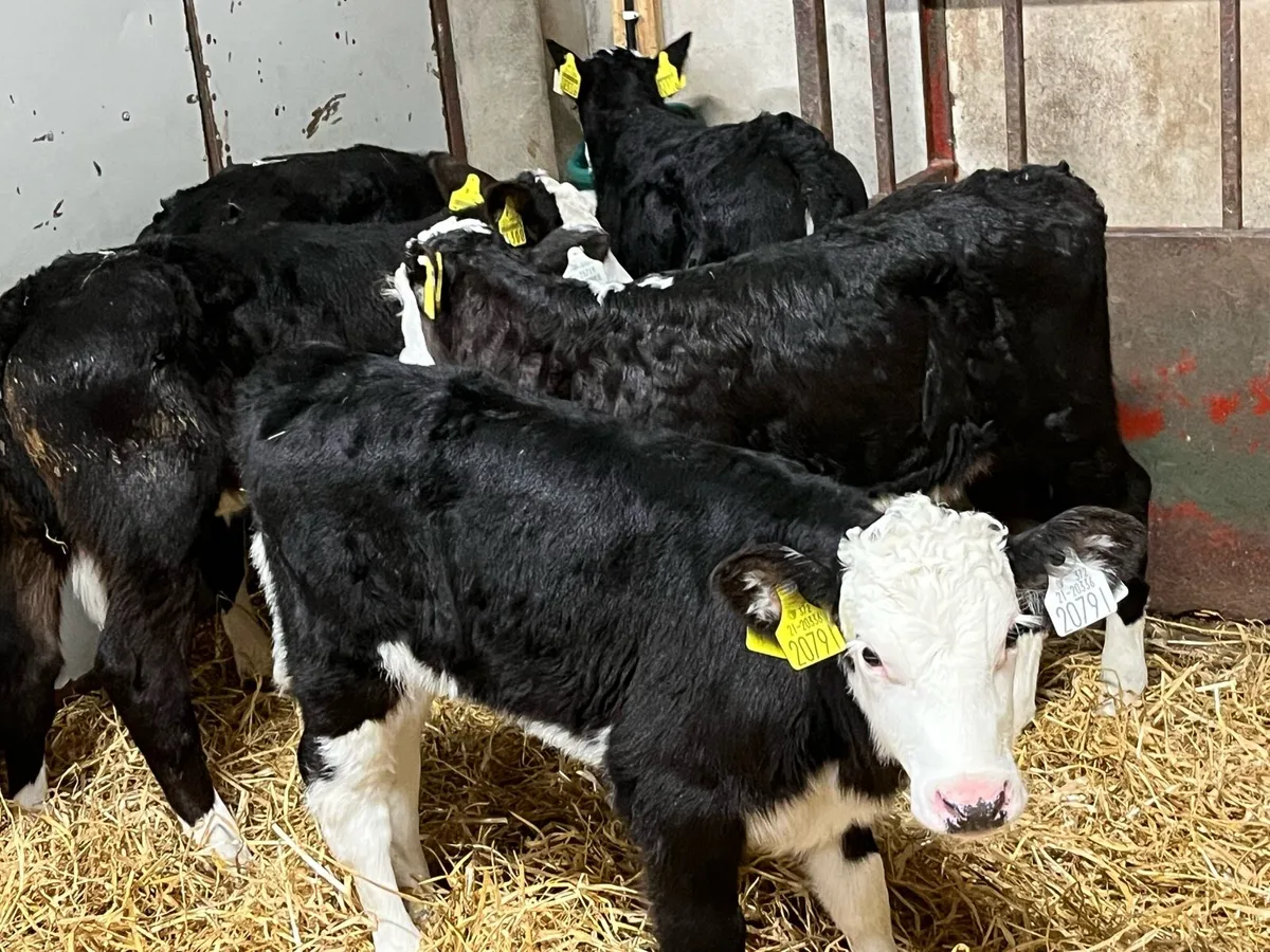 10 Real Proper HE Heifer Calves - Image 1