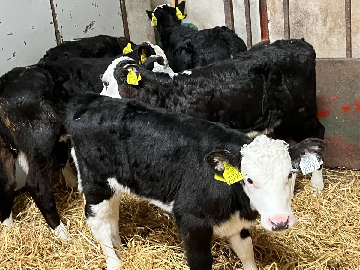 10 Real Proper HE Heifer Calves - Image 2