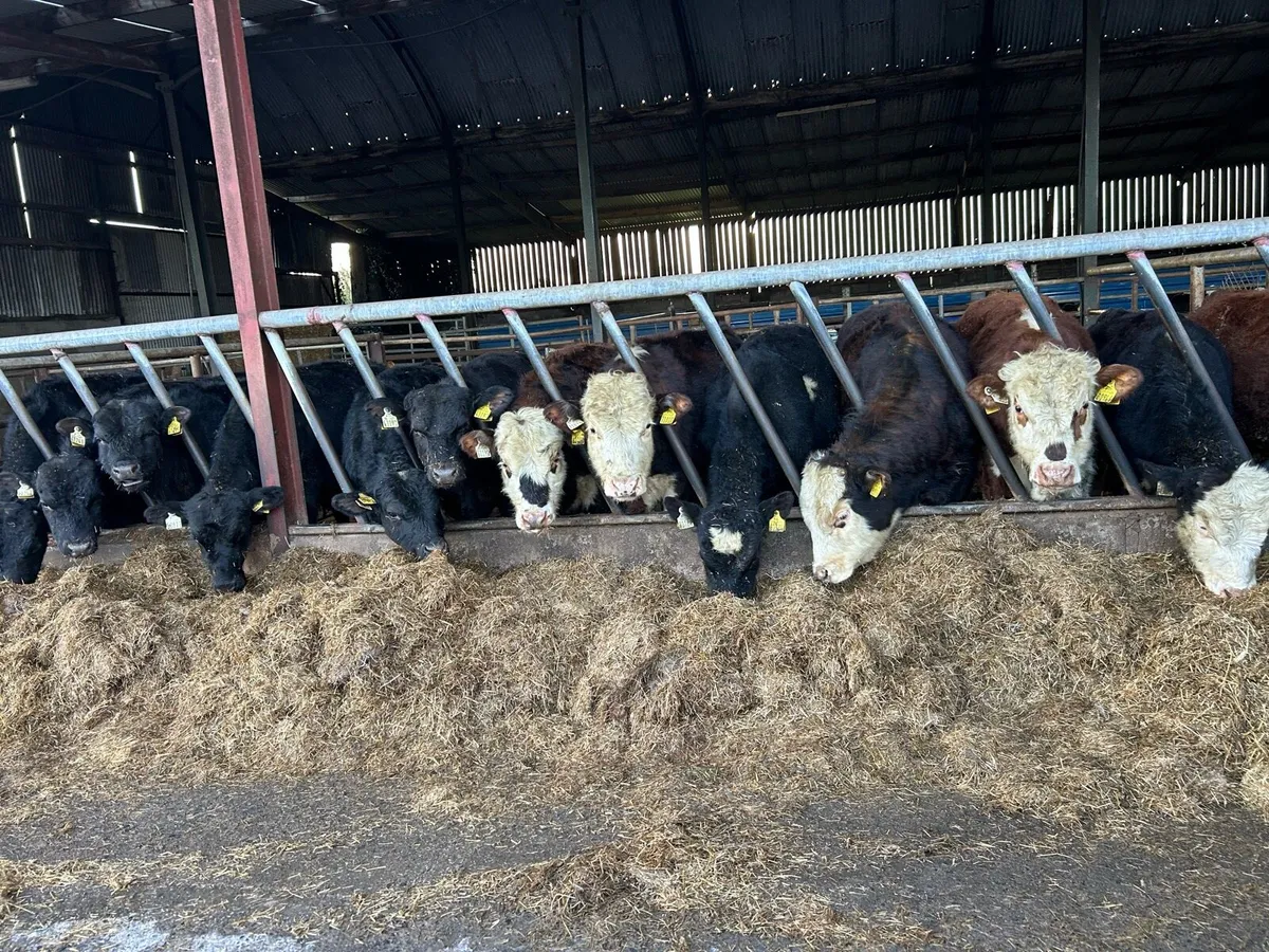 15 Angus and black whiteheads - Image 2