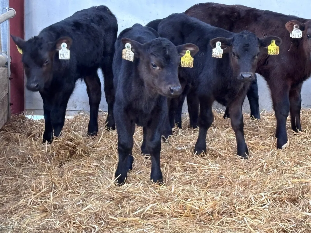 9 top quality ABERDEEN ANGUS bull calves for sale - Image 2