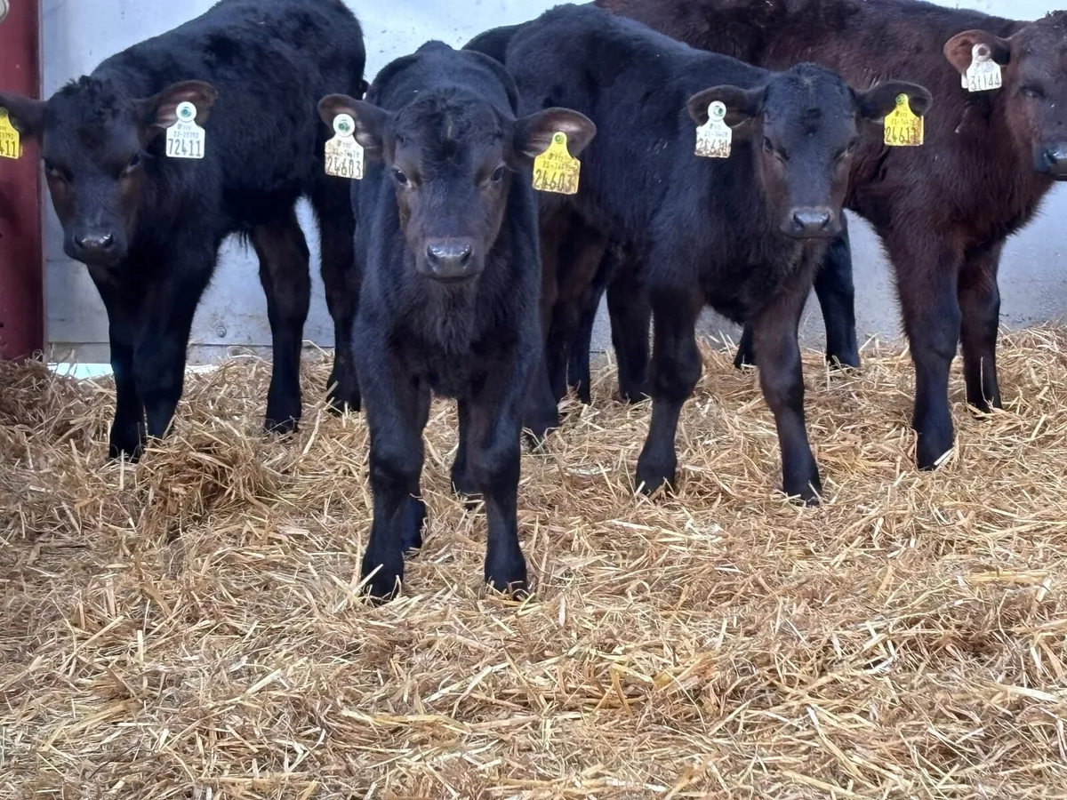 9 top quality ABERDEEN ANGUS bull calves for sale - Image 1