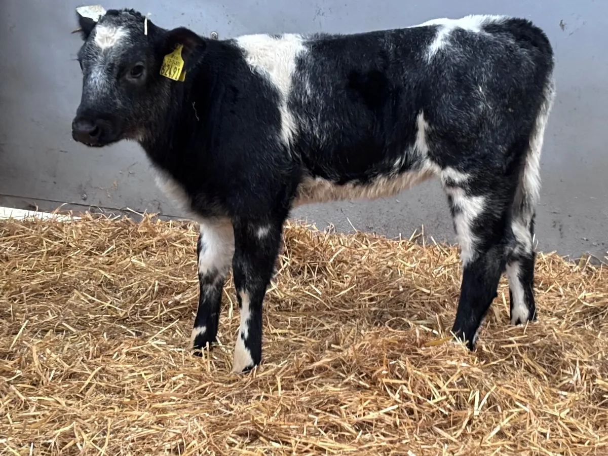 Super Belgium blue heifer calf for sale - Image 2