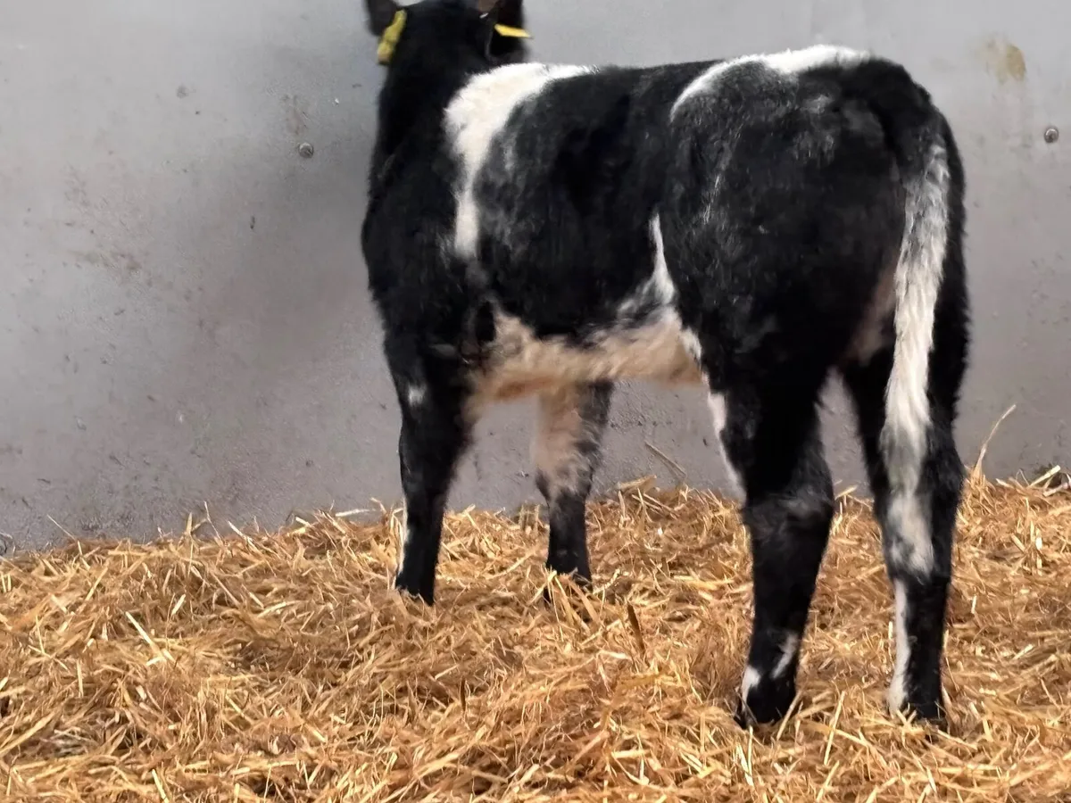 Super Belgium blue heifer calf for sale - Image 3
