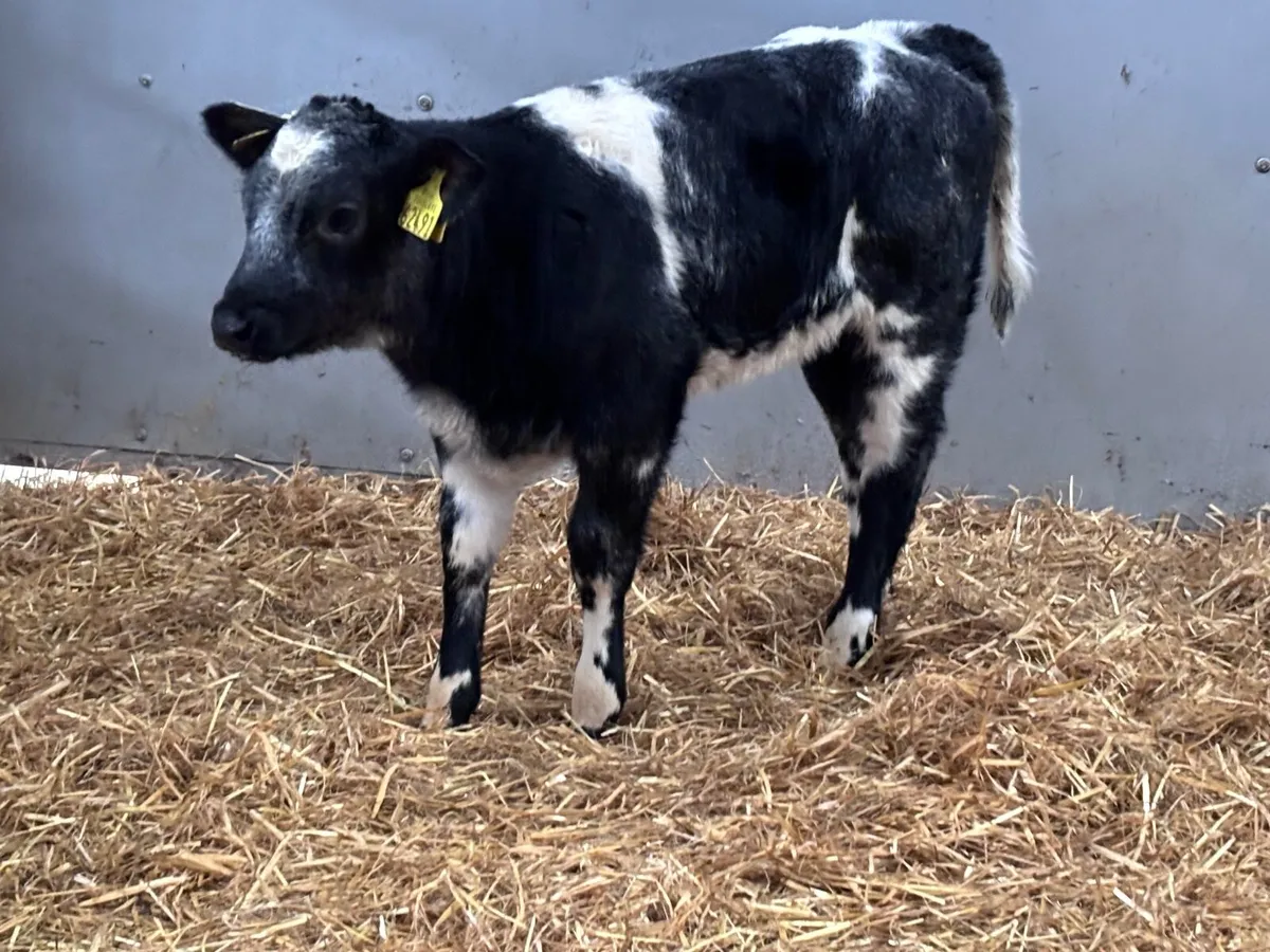 Super Belgium blue heifer calf for sale - Image 4