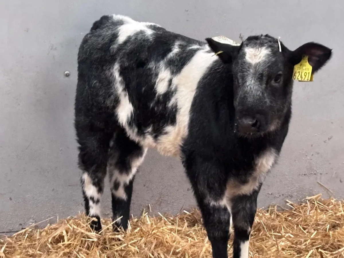 Super Belgium blue heifer calf for sale - Image 1