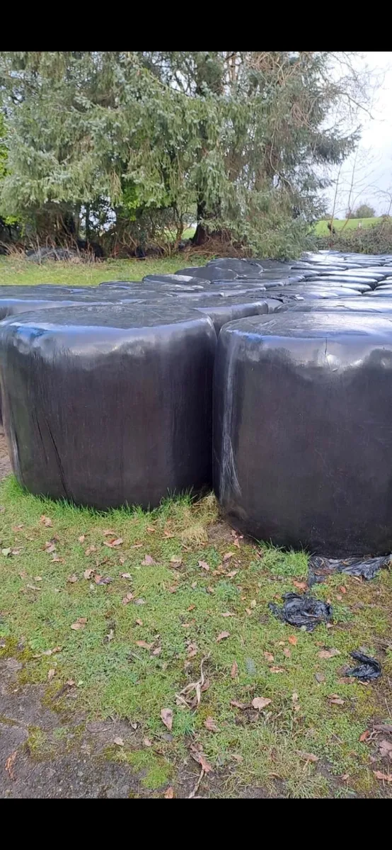 Top quality Bails of Silage - Image 3