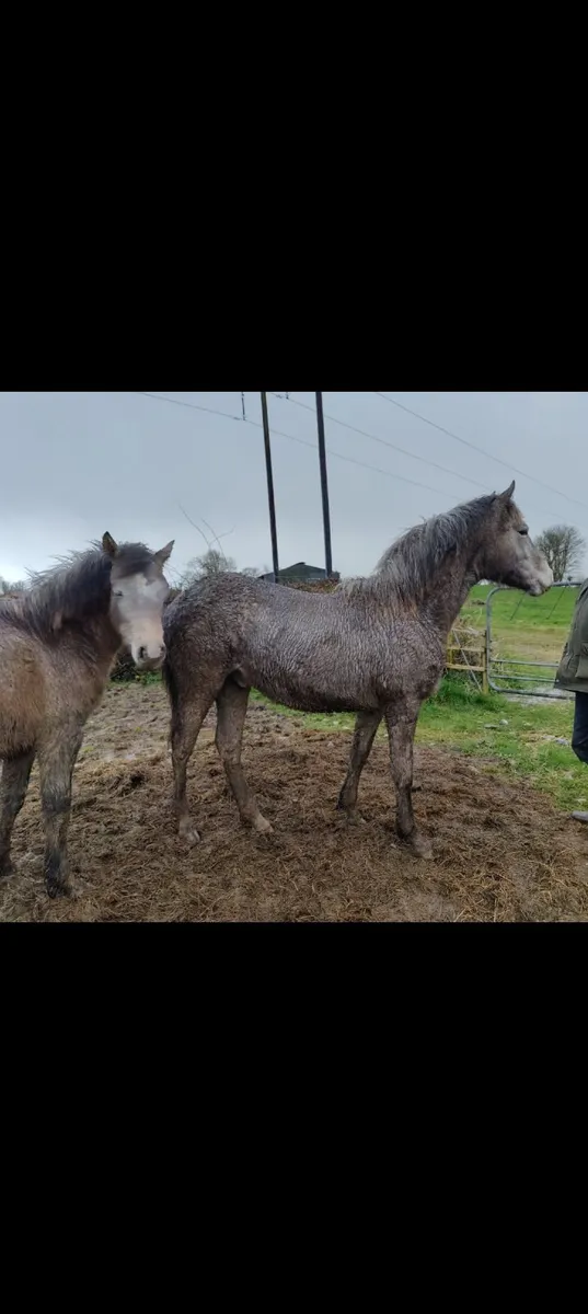 Stunning Connemara Yearling Colt - Image 3