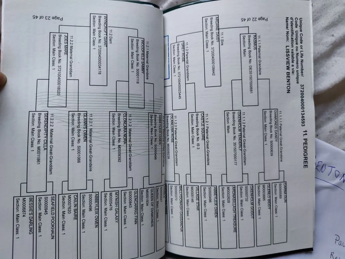 Stunning Connemara Yearling Colt - Image 4