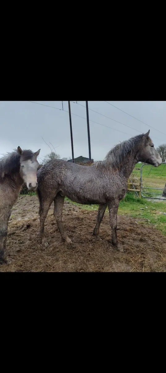 Stunning Connemara Yearling Colt - Image 2