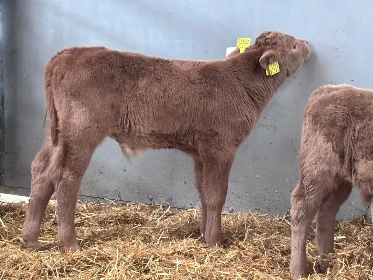 9 top quality continental calves for sale - Image 2