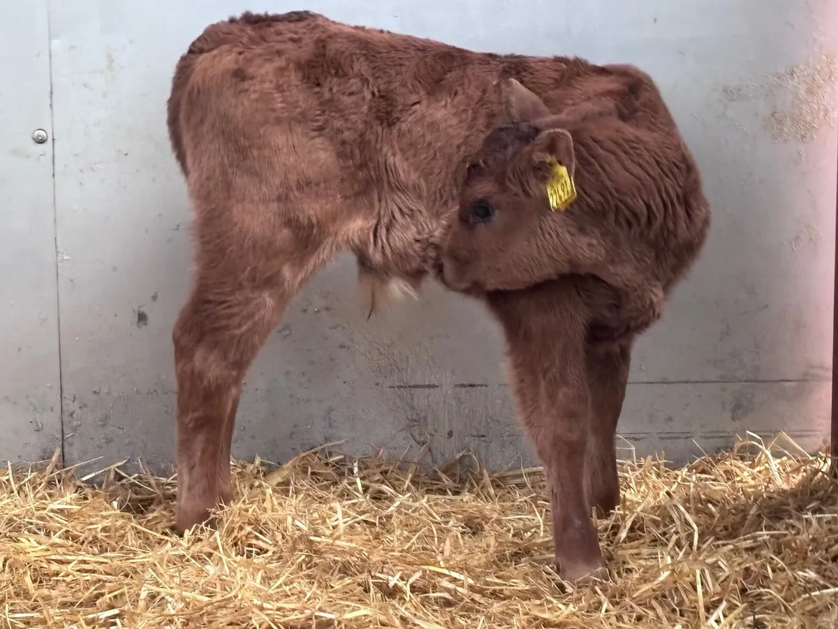 9 top quality continental calves for sale - Image 3