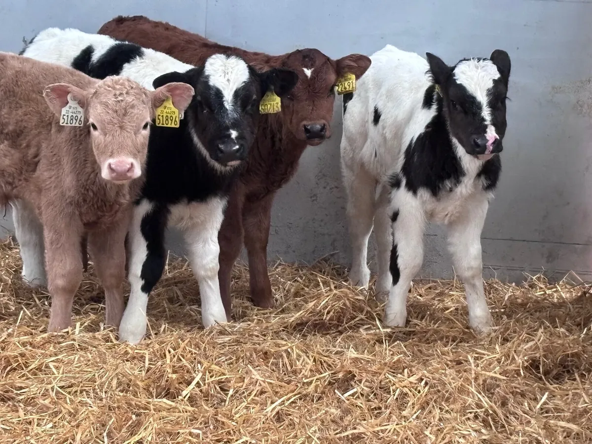 9 top quality continental calves for sale - Image 1