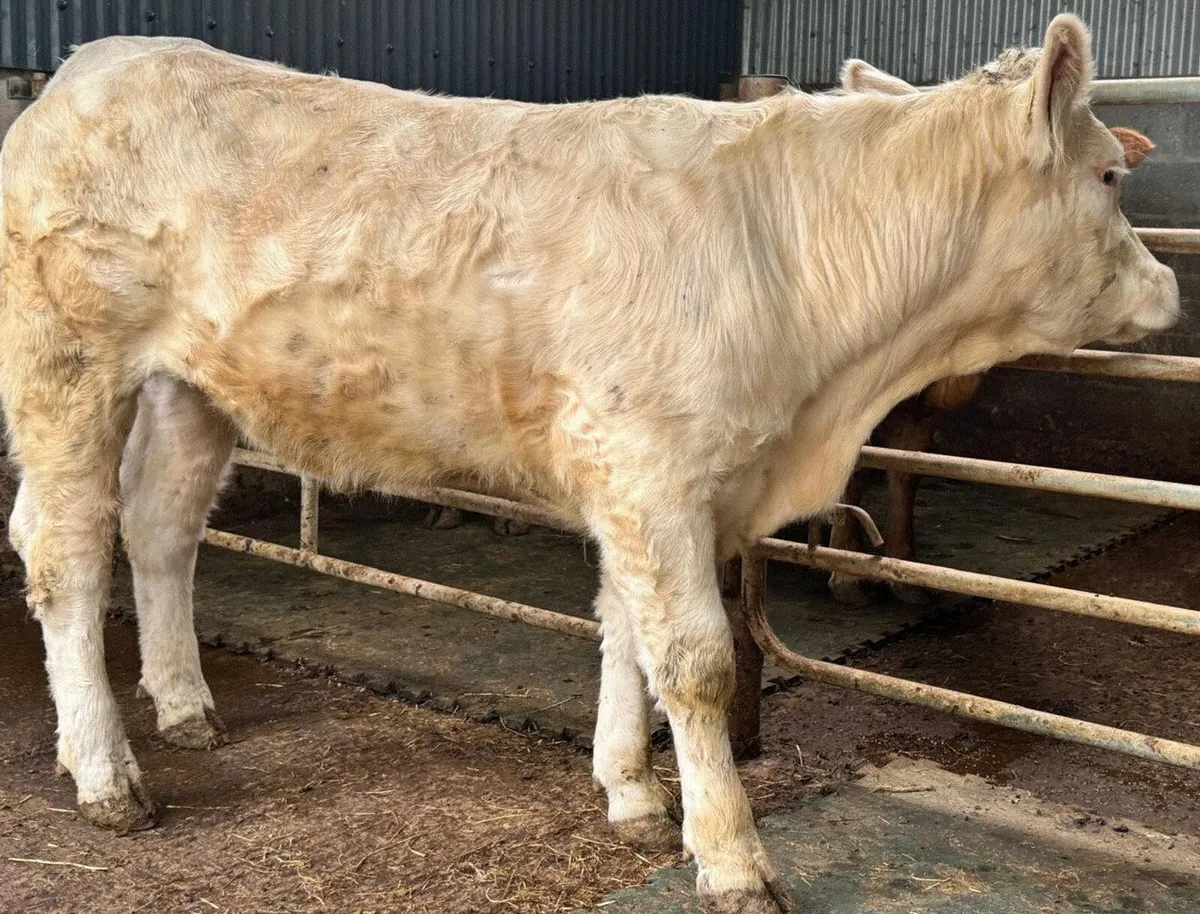 PUREBRED CHAROLAIS INCALF HEIFER - Image 1