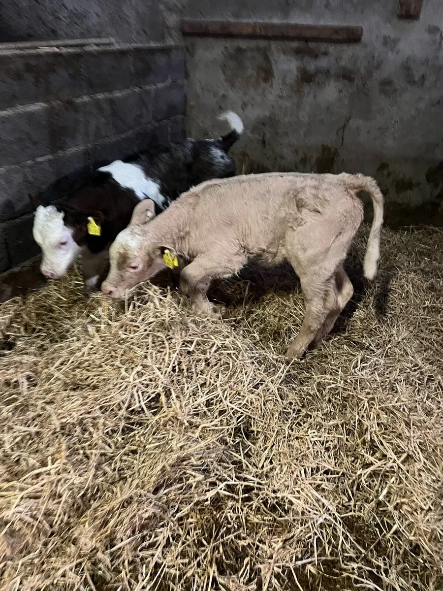 Calves - Image 1