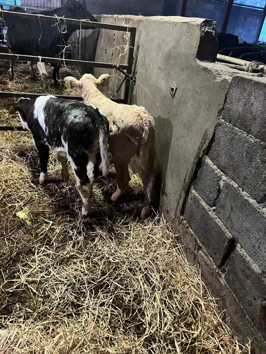 Calves - Image 4
