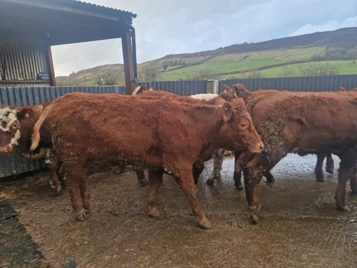 Breeding Heifer - Image 1