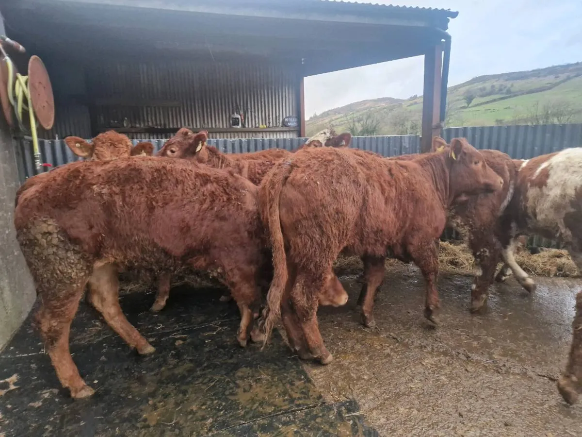 Breeding Heifer - Image 2