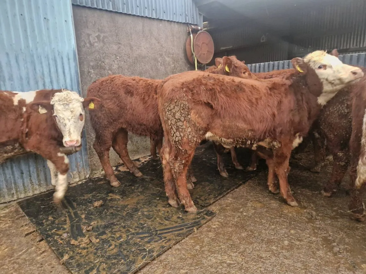 Breeding Heifer - Image 3