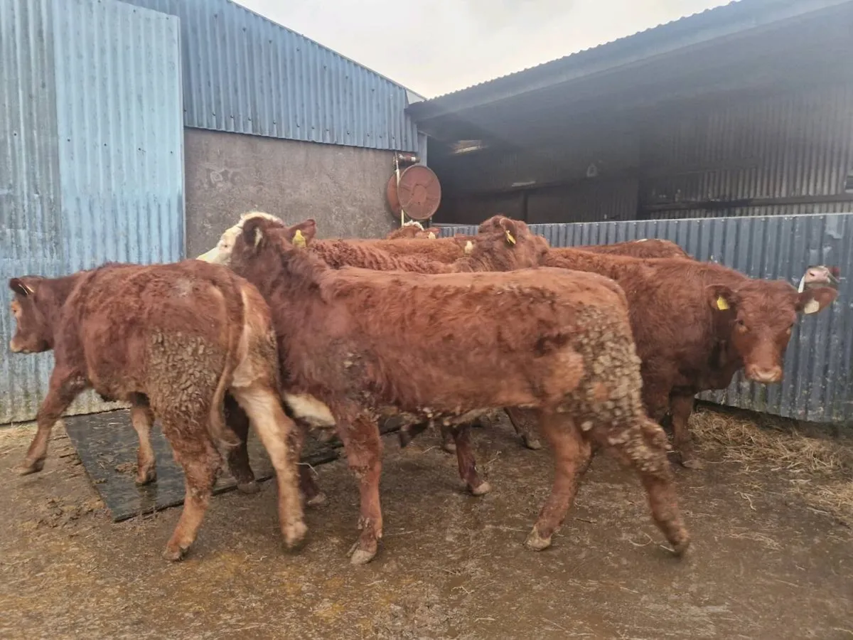 Breeding Heifer - Image 4