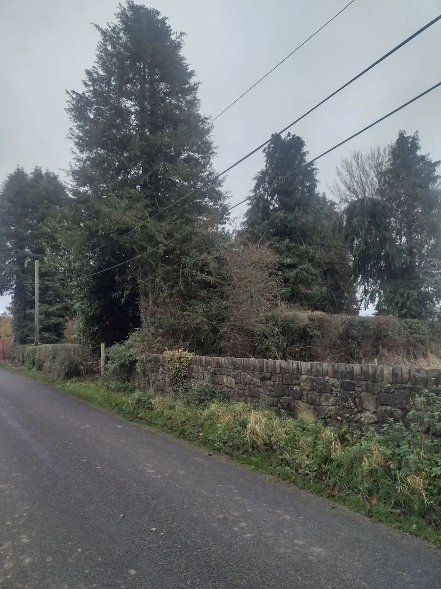 25 Trees for sale for firewood - Image 3