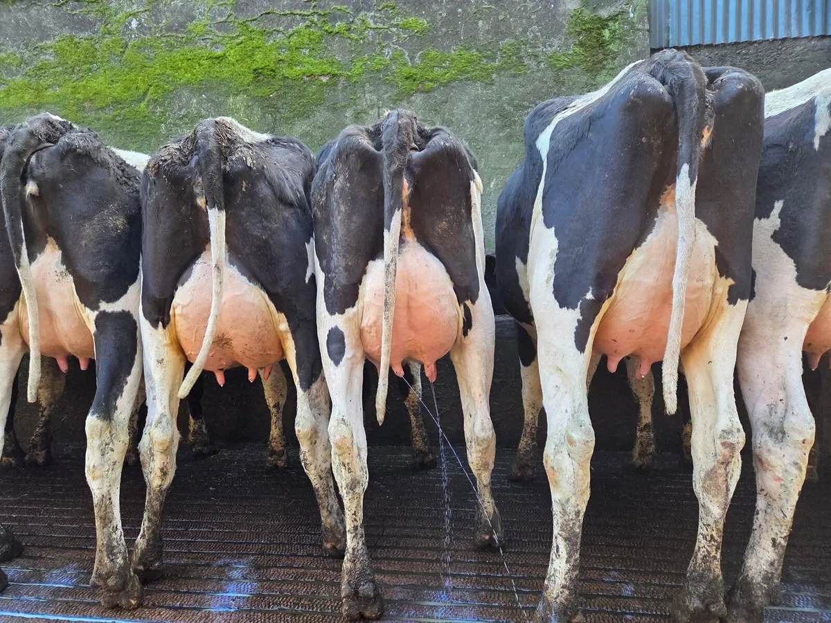 80 Fresh Calved Heifers and 35 Heifer Calves - Image 1