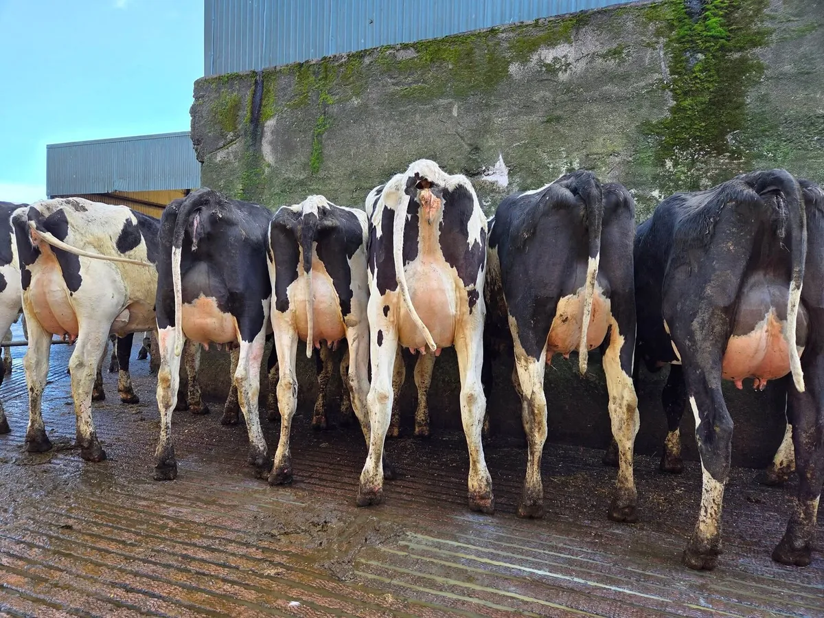 80 Fresh Calved Heifers and 35 Heifer Calves - Image 4