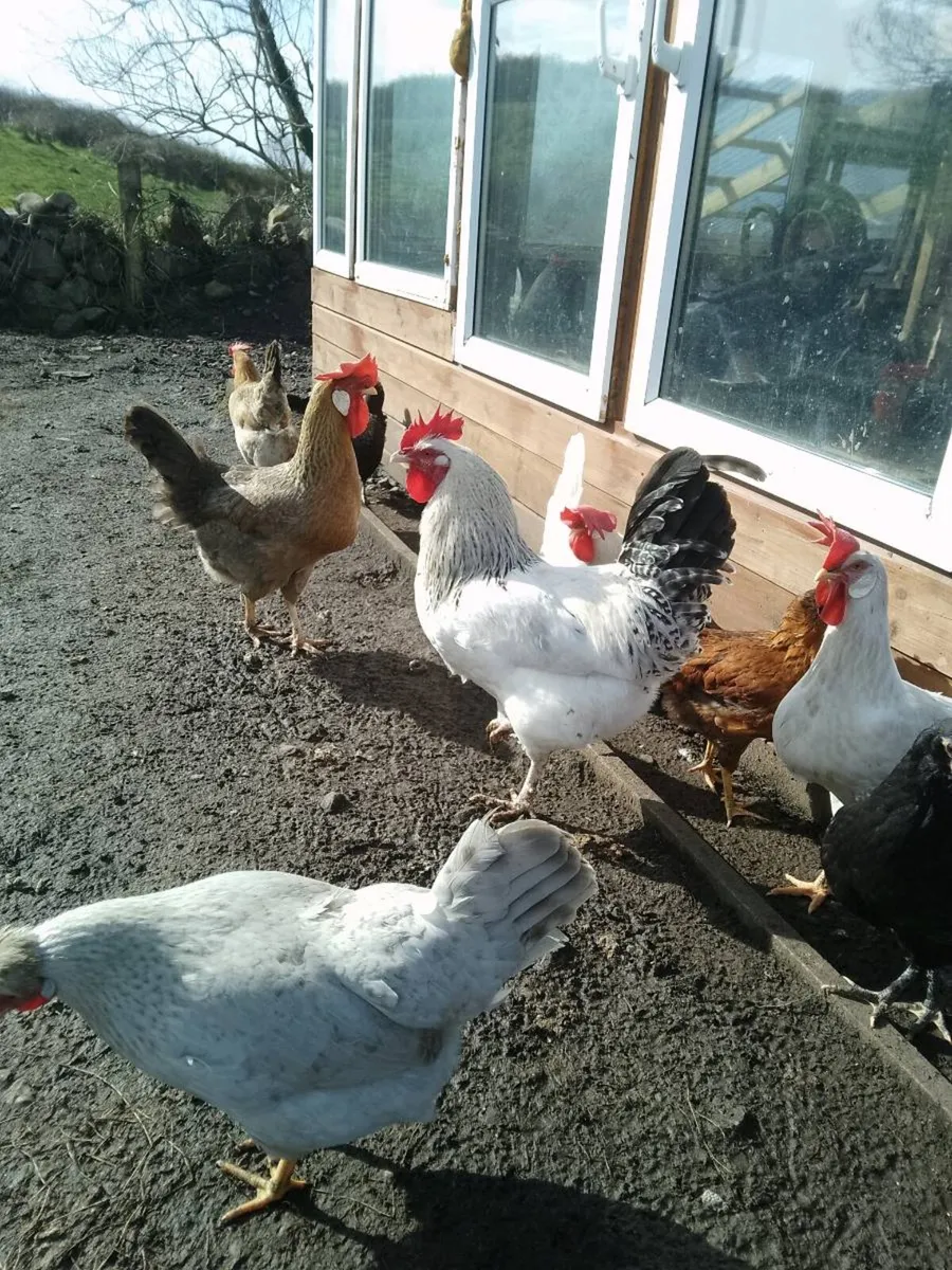 Hens, Hatching eggs,chicken coop, brooder box, - Image 3
