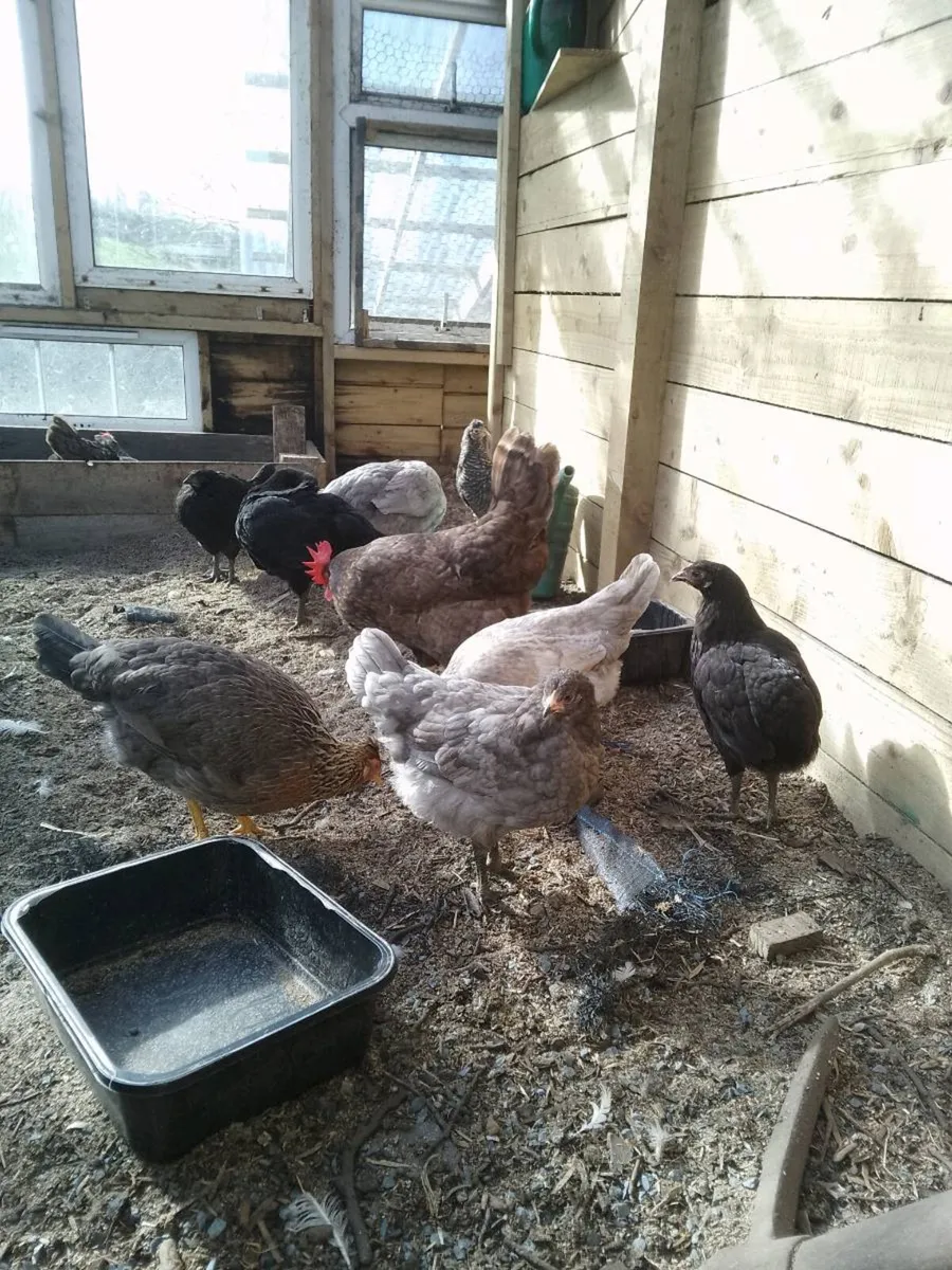 Hens, Hatching eggs,chicken coop, brooder box, - Image 4