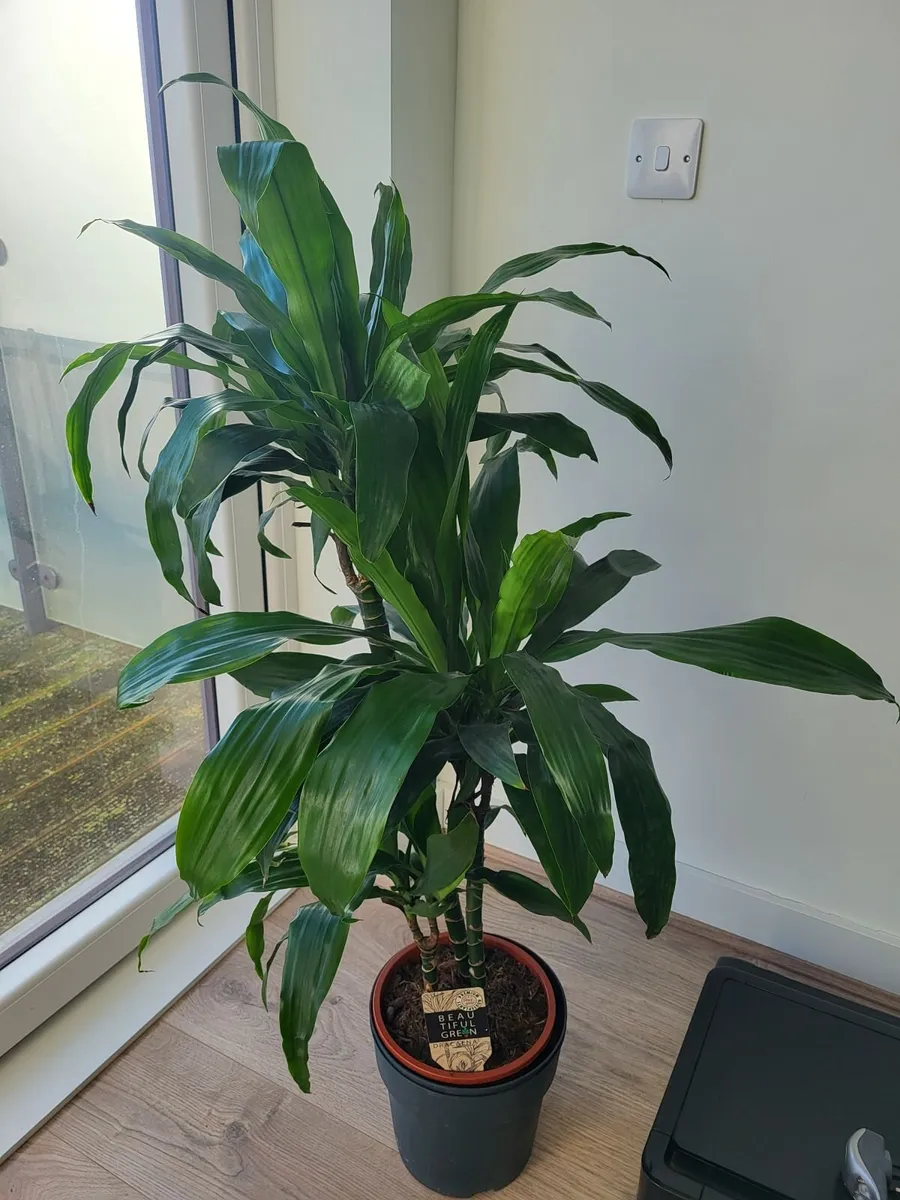 Indoor Dracaena plant