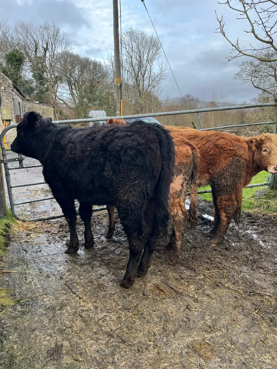 4 organic heifer weanlings - Image 1