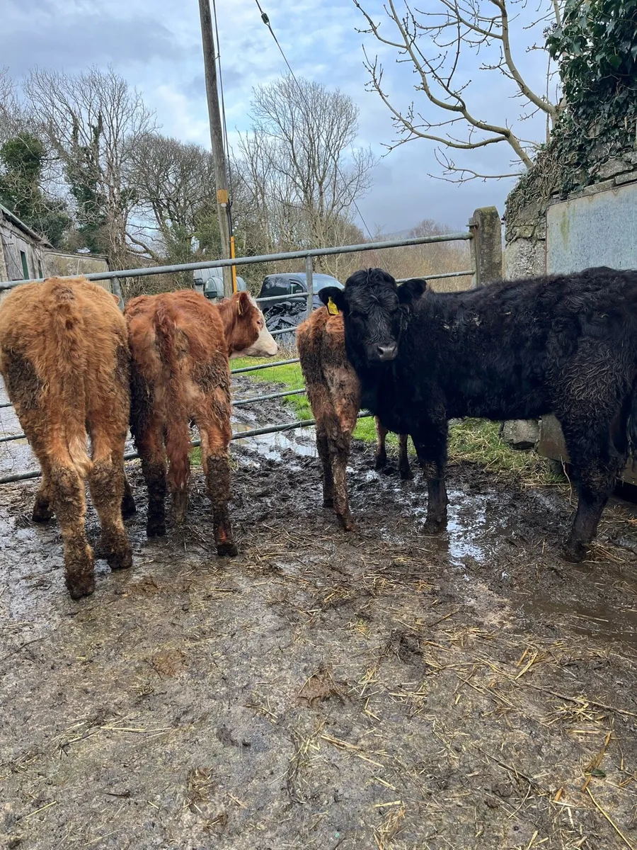 4 organic heifer weanlings - Image 2