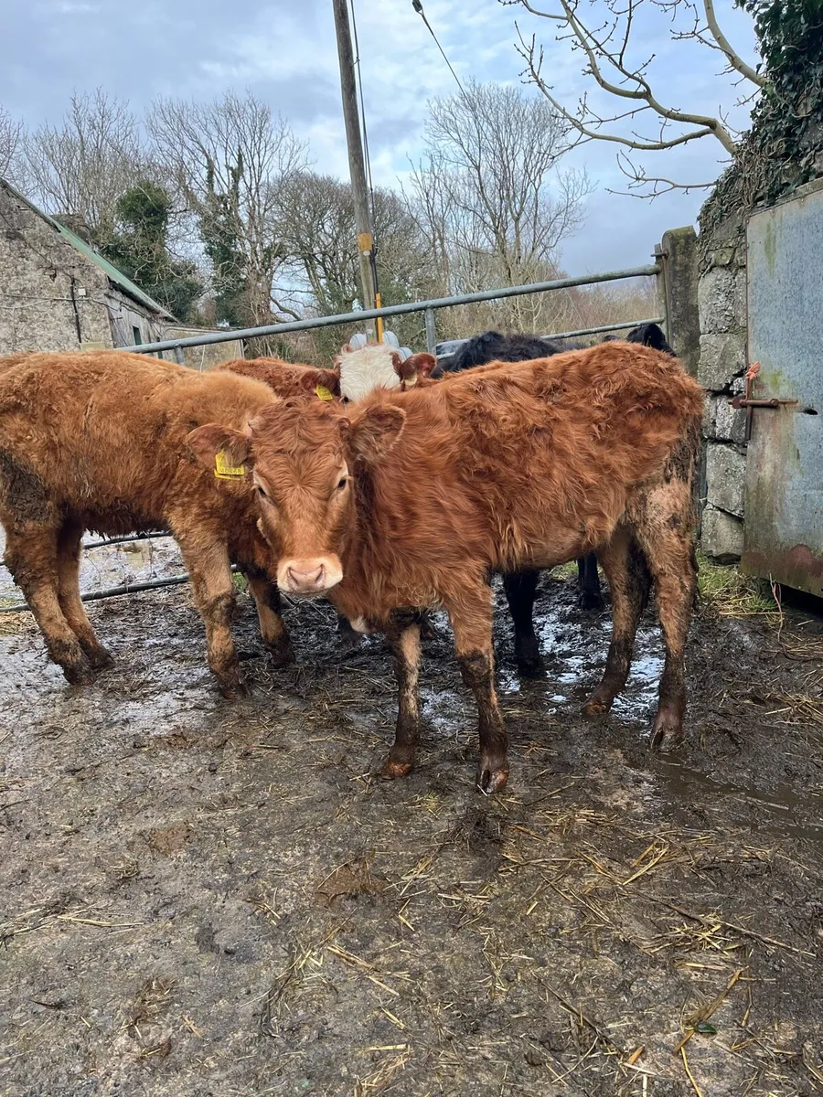 4 organic heifer weanlings - Image 3