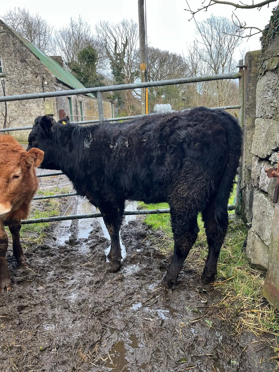 4 organic heifer weanlings - Image 4