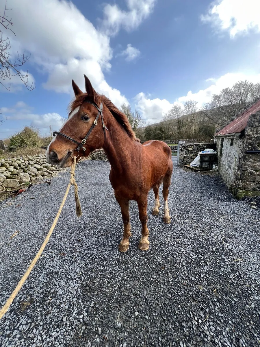 Irish draught - Image 1