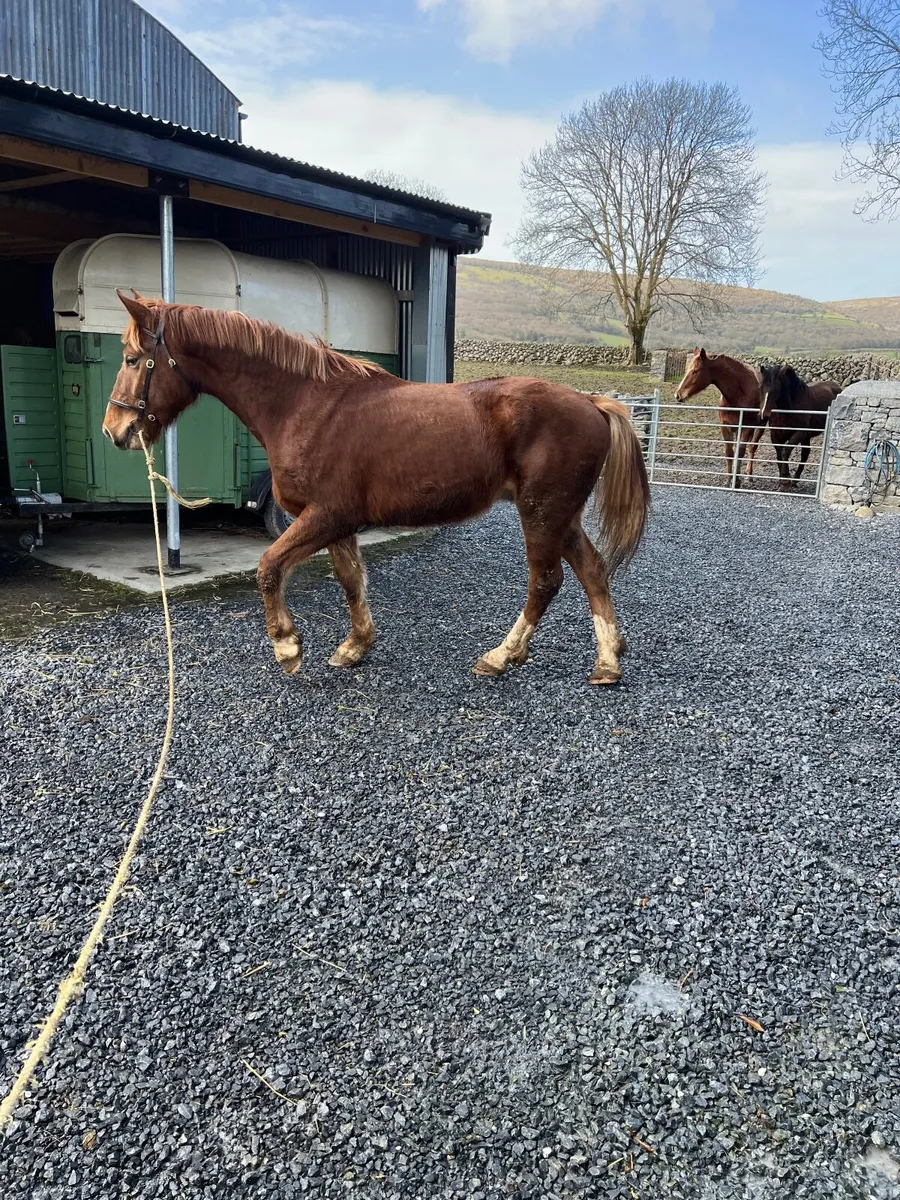 Irish draught - Image 2