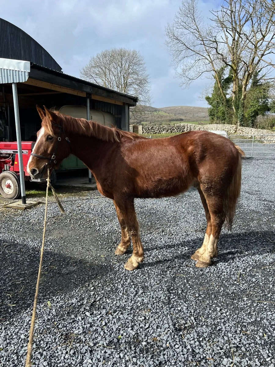 Irish draught - Image 3