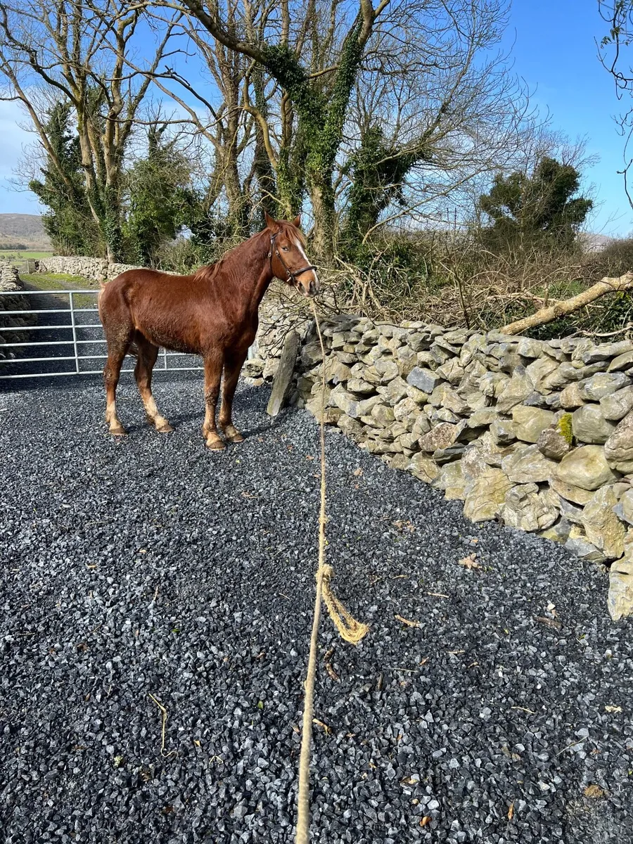 Irish draught - Image 4
